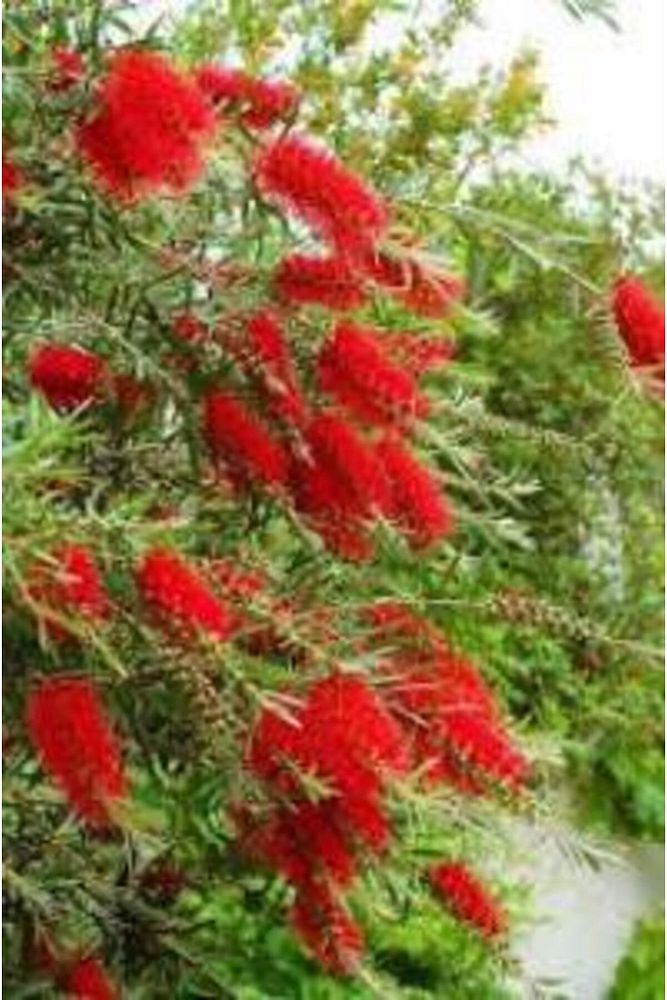 Thebestonline 50-90 Cm Fırça Çalısı Callistemon Laevis