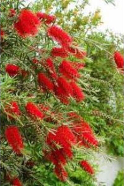Thebestonline 50-90 Cm Fırça Çalısı Callistemon Laevis