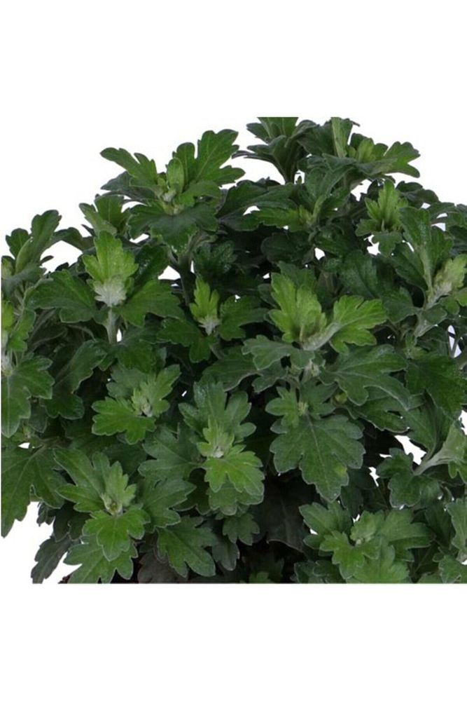 Beyaz Kasımpatı Saksı’da (Chrysanthemum) Renk 10-20 cm