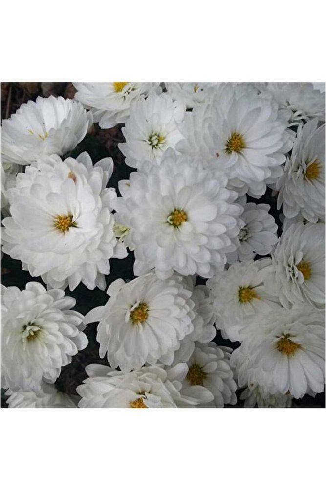Beyaz Kasımpatı Saksı’da (Chrysanthemum) Renk 10-20 cm