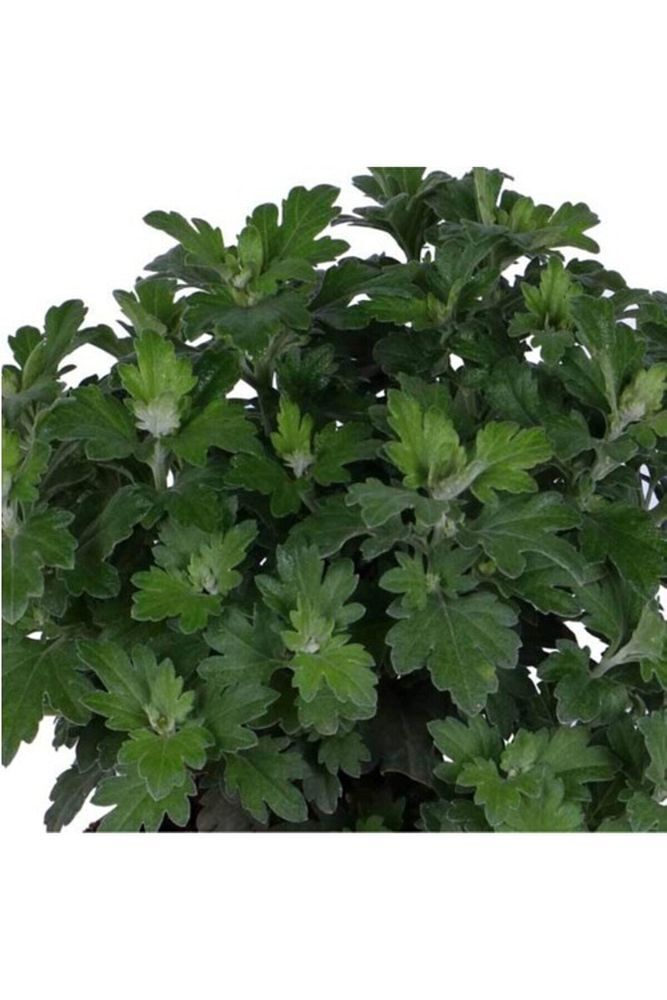 Kasımpatı Kırmızı Renk 10-20 Cm