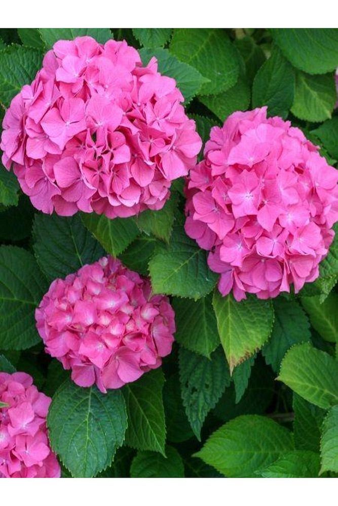 Thebestonline  Pembe Ortanca Fidanı Fidesi 10 30 Cm Hydrangea Macrophylla