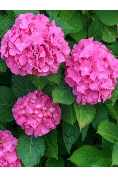 Thebestonline  Pembe Ortanca Fidanı Fidesi 10 30 Cm Hydrangea Macrophylla