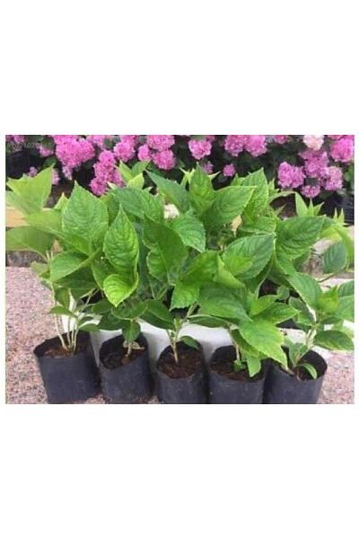 Thebestonline  Pembe Ortanca Fidanı Fidesi 10 30 Cm Hydrangea Macrophylla