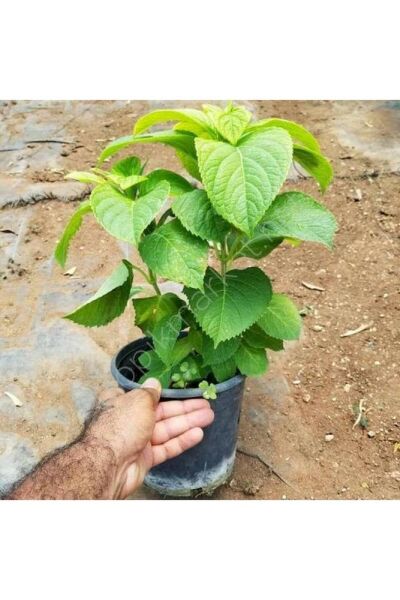 Thebestonline  Pembe Ortanca Fidanı Fidesi 10 30 Cm Hydrangea Macrophylla