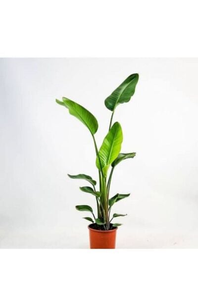 Thebestonline Strelitzia Starliçe 80-110 Cm Boyunda Tek Gövdeli Salon Bitkisi Iç Mekan Bitkisi