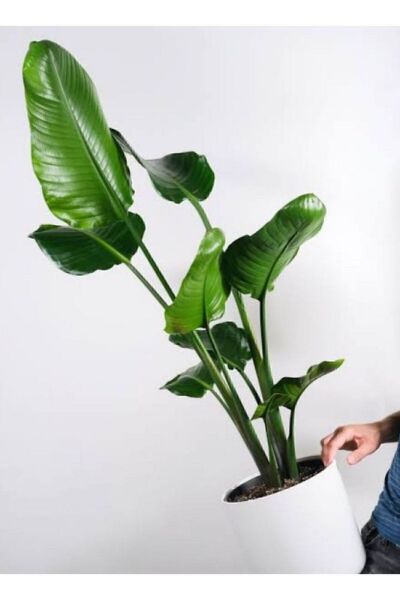 Thebestonline Strelitzia Starliçe 80-110 Cm Boyunda Tek Gövdeli Salon Bitkisi Iç Mekan Bitkisi