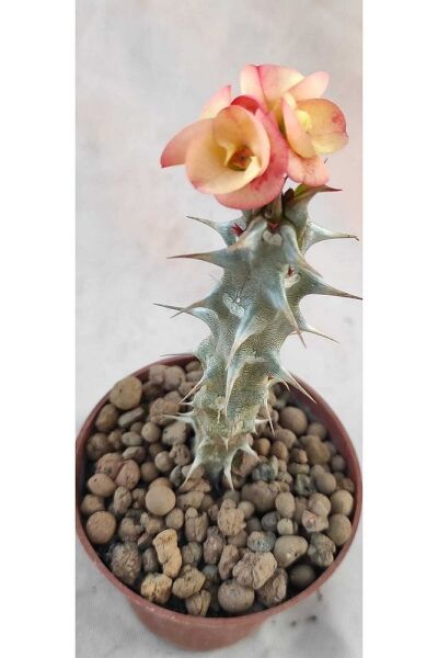 Thebestonline Strelitzia Starliçe 80-110 Cm Boyunda Tek Gövdeli Salon Bitkisi Iç Mekan Bitkisi