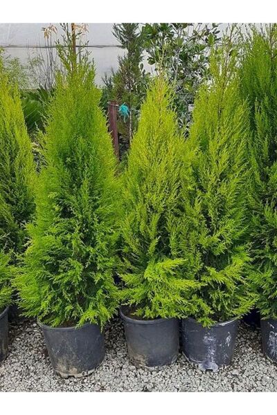 Thebestonline Limon Kokulu Limoni Servi Fidanı SAKSILI\TÜPLÜ 35-65CM (Limoni Servi Çam Ağacı)