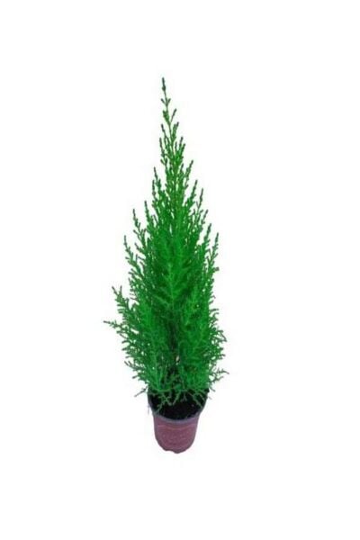 Thebestonline Limon Kokulu Limoni Servi Fidanı SAKSILI\TÜPLÜ 35-65CM (Limoni Servi Çam Ağacı)