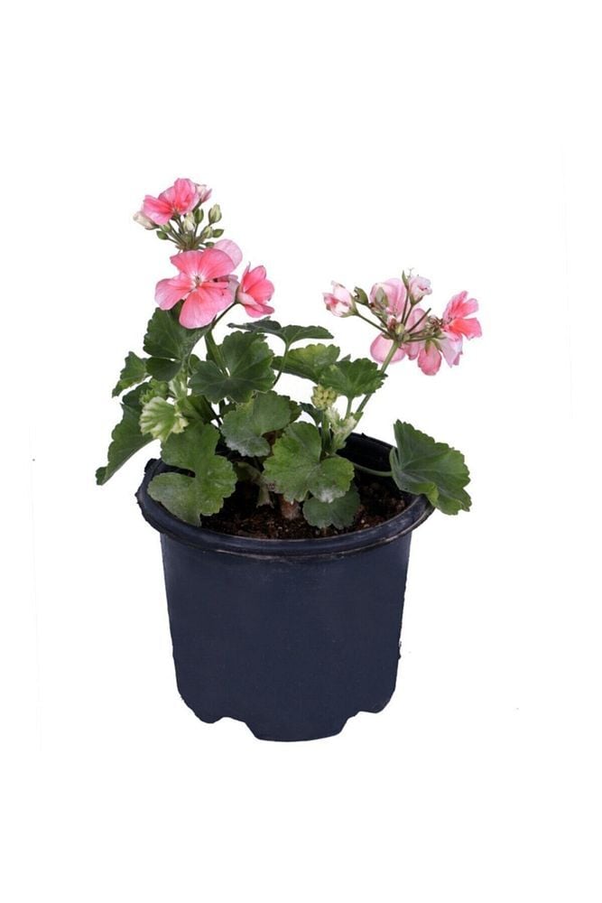 Thebestonline Sardunya Çiçeği Saksı'da - Pelargonium - Açık Pembe Renk
