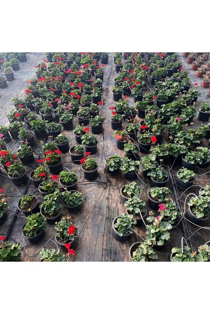 Thebestonline Sardunya Çiçeği Saksı'da - Pelargonium - Açık Pembe Renk