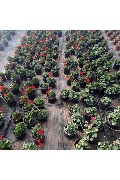 Thebestonline Sardunya Çiçeği Saksı'da - Pelargonium - Açık Pembe Renk