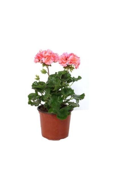 Thebestonline Canlı Saksılı Sardunya Çiçeği Fidanı Pembe 10-20 Cm