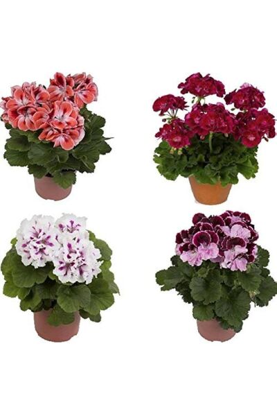 Thebestonline Canlı Saksılı Sardunya Çiçeği Fidanı Pembe 10-20 Cm