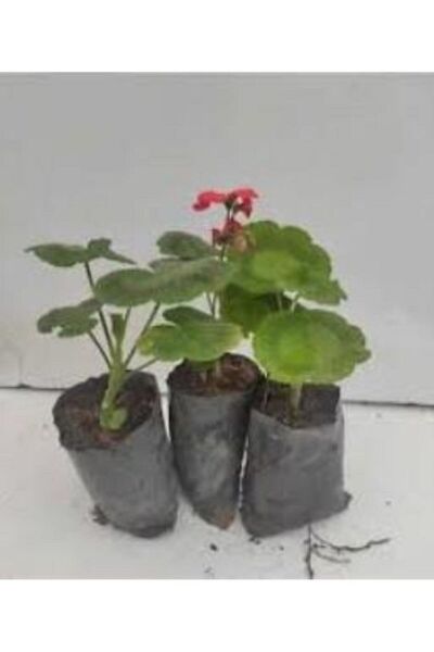 Thebestonline Canlı Saksılı Sardunya Çiçeği Fidanı Pembe 10-20 Cm