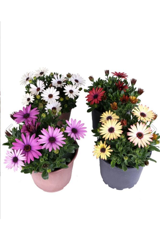 Thebestonline Bodrum Papatyası - Osteospermum - Saksı'da Canlı Çiçek - 4'lü Miks