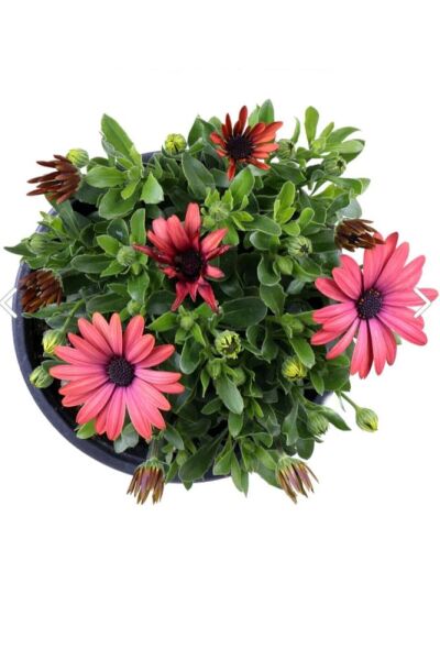 Thebestonline Bodrum Papatyası - Osteospermum - Saksı'da Canlı Çiçek - 4'lü Miks