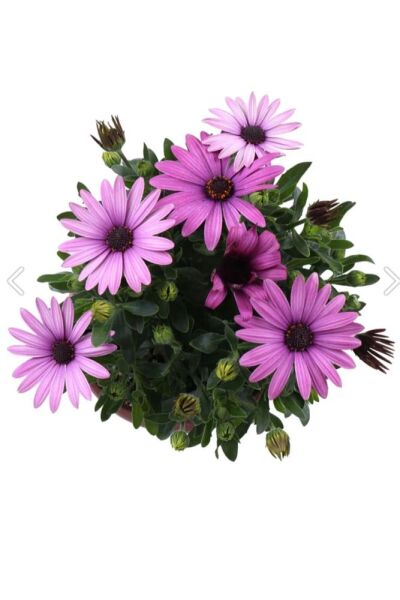 Thebestonline Bodrum Papatyası - Osteospermum - Saksı'da Canlı Çiçek - 4'lü Miks