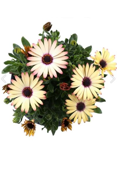Thebestonline Bodrum Papatyası - Osteospermum - Saksı'da Canlı Çiçek - 4'lü Miks