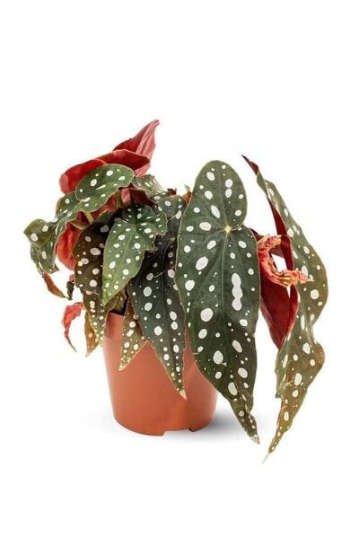 Thebestonline Begonia Maculata / Çilli Begonya