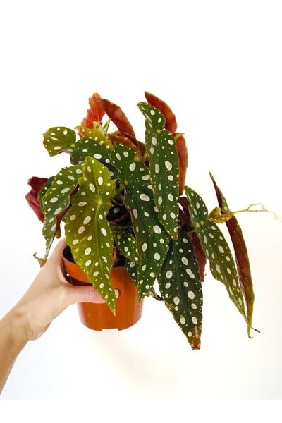 Thebestonline Begonia Maculata / Çilli Begonya