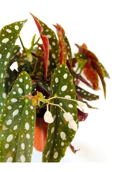 Thebestonline Begonia Maculata / Çilli Begonya