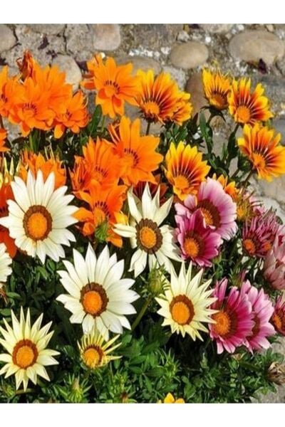 Thebestonline Karışık Renk 10 Adet Gazanya Koyun Gözü Çiçeği Fidanı 20-40cm Saksılı (GAZANİA)