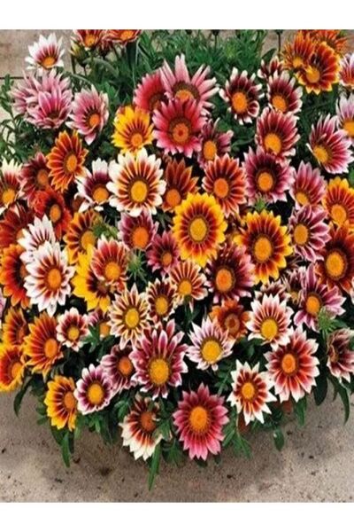 Thebestonline Karışık Renk 10 Adet Gazanya Koyun Gözü Çiçeği Fidanı 20-40cm Saksılı (GAZANİA)