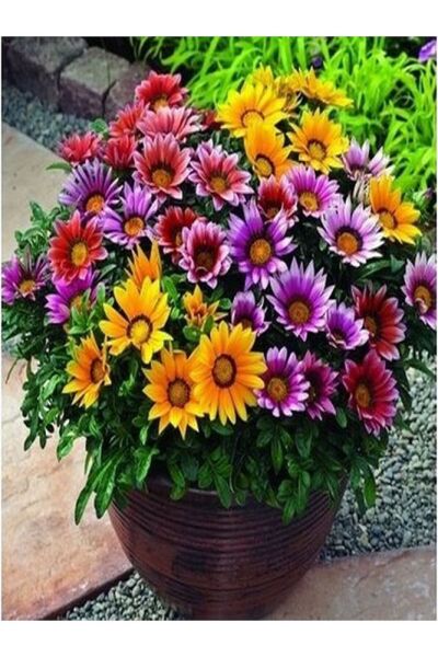 Thebestonline Karışık Renk 10 Adet Gazanya Koyun Gözü Çiçeği Fidanı 20-40cm Saksılı (GAZANİA)