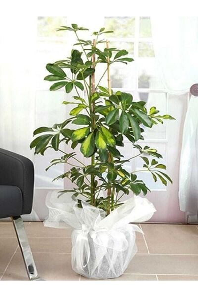 Thebestonline Schefflera - Şeflera -alaca 5 Parmak Bitkisi 75-80 Cm Özel Kutulu Gönderim