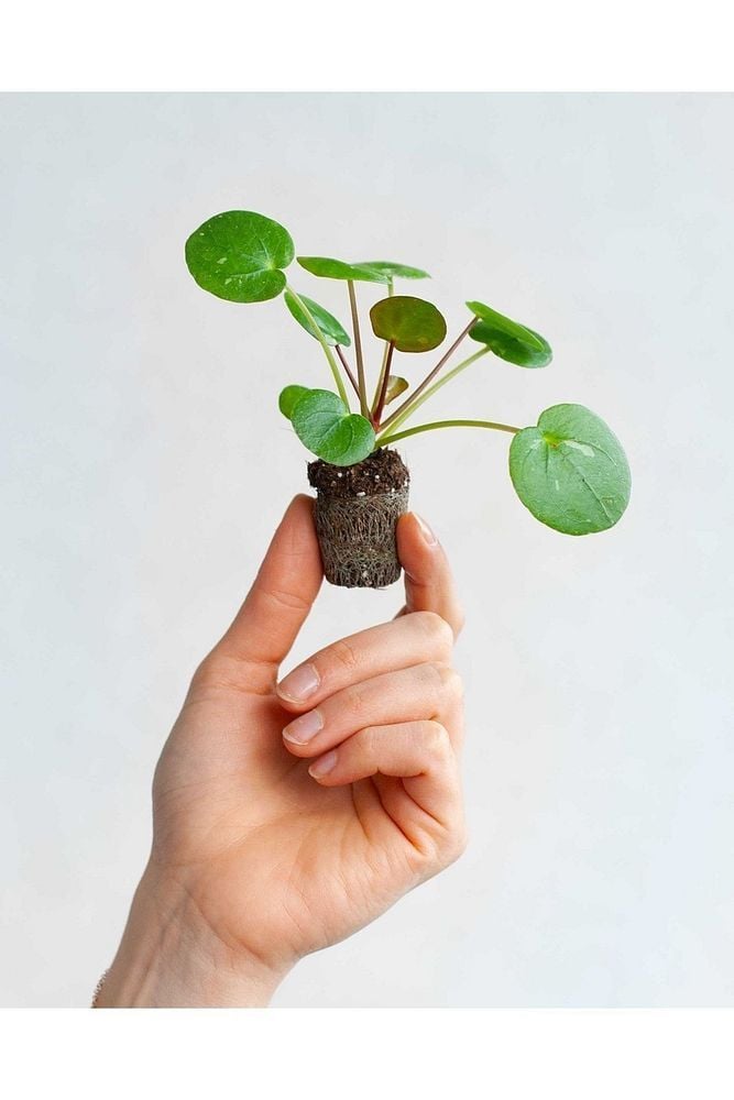 Thebestonline Mini Saksıda Pilea Peperomioides (ÇİN PARA AĞACI)