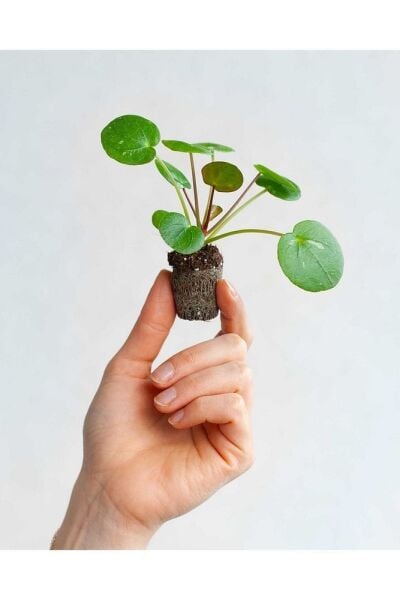 Thebestonline Mini Saksıda Pilea Peperomioides (ÇİN PARA AĞACI)