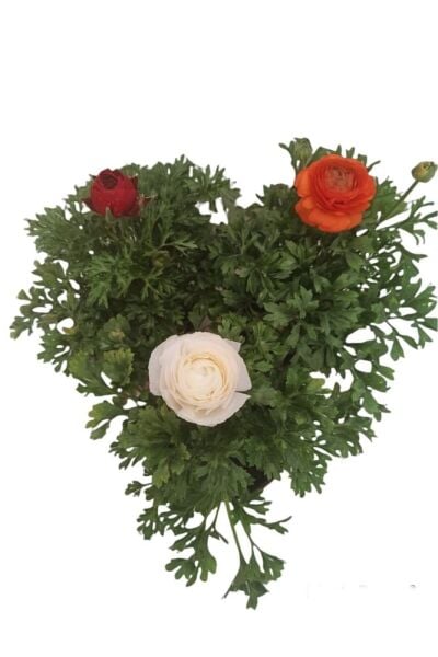 Thebestonline  3'lü Farklı Renklerde Şakayık Bitkisi