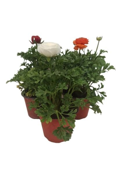 Thebestonline  3'lü Farklı Renklerde Şakayık Bitkisi