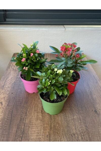 Thebestonline Euphorbia Milii - 3'lü Dikenler Tacı Set