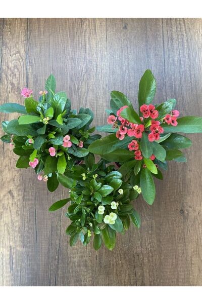 Thebestonline Euphorbia Milii - 3'lü Dikenler Tacı Set