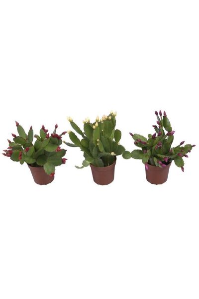 Thebestonline Schlumbergera - Yılbaşı Çiçeği 3 Adet