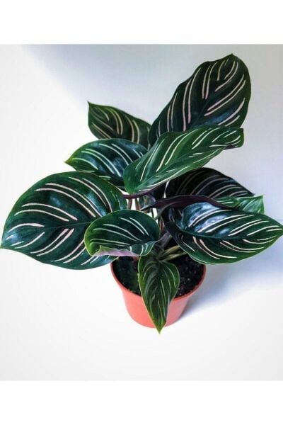 Thebestonline  Calathea Beauty Star Dua Çiçeği