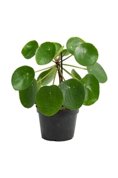 Thebestonline Şans Çiçeği  Pilea Peperomioides - Çin Para Ağacı