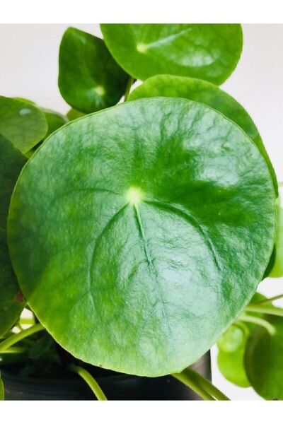 Thebestonline Şans Çiçeği  Pilea Peperomioides - Çin Para Ağacı