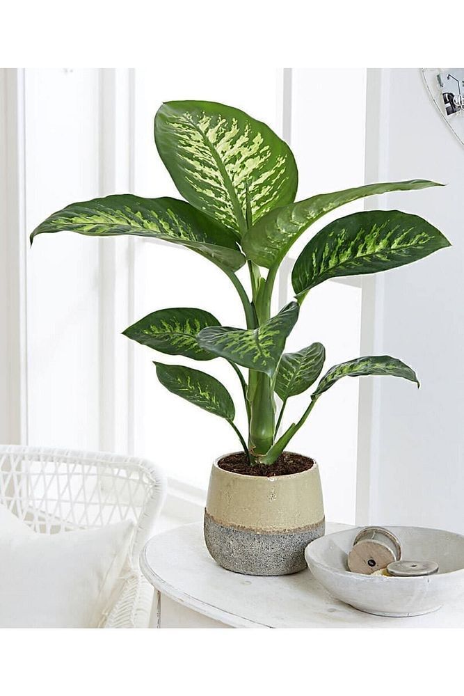 Thebestonline Dieffenbachia - Difenbahya Tropic Snow 40-50 Cm Boyunda Üretim Saksısında