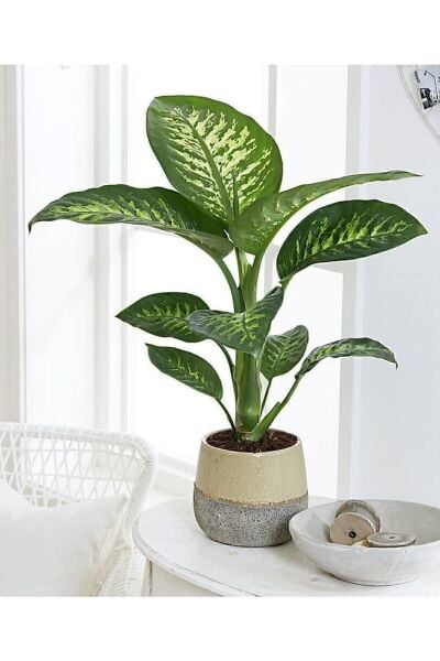 Thebestonline Dieffenbachia - Difenbahya Tropic Snow 40-50 Cm Boyunda Üretim Saksısında