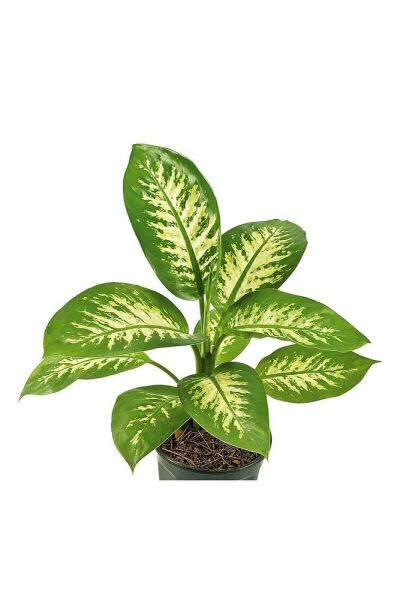 Thebestonline Dieffenbachia - Difenbahya Tropic Snow 40-50 Cm Boyunda Üretim Saksısında