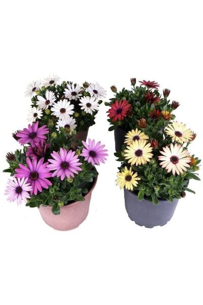 4 saksı Bodrum Papatyası - Osteospermum - Saksı'da Canlı Çiçek - 4lü Miks