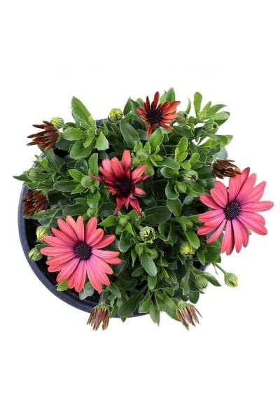 4 saksı Bodrum Papatyası - Osteospermum - Saksı'da Canlı Çiçek - 4lü Miks