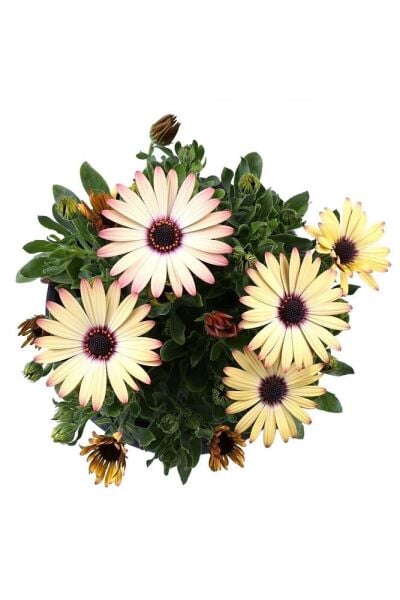 4 saksı Bodrum Papatyası - Osteospermum - Saksı'da Canlı Çiçek - 4lü Miks