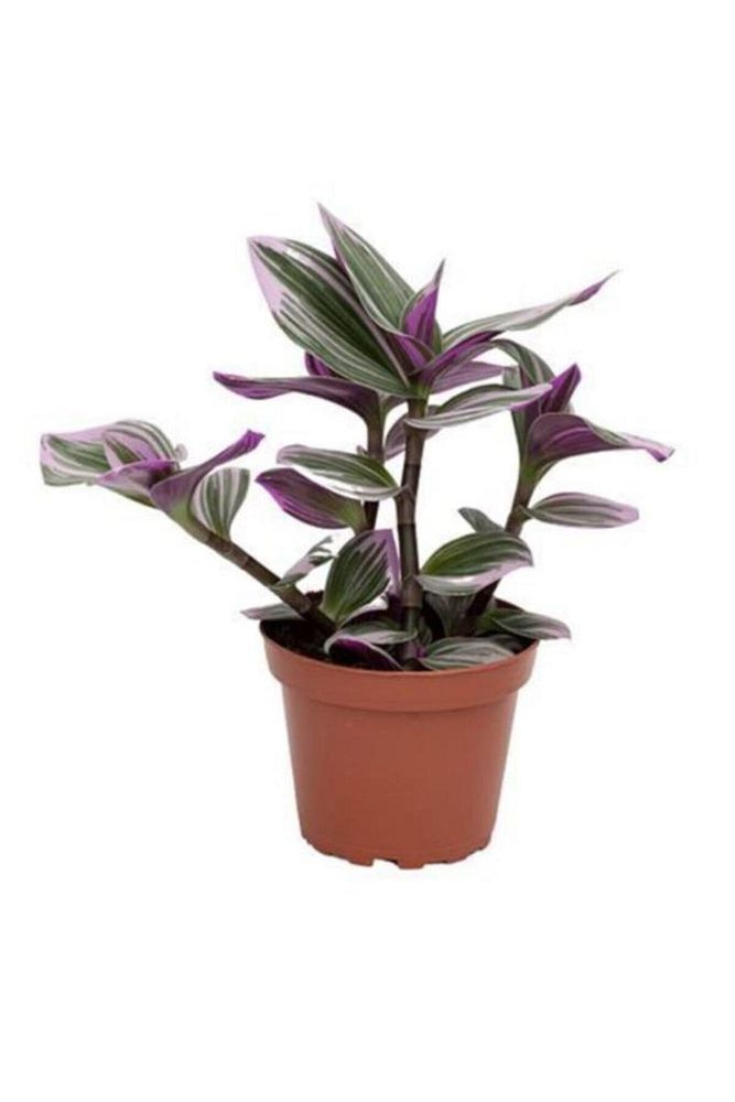 The Best Online Telgraf Çiçeği Alacalı Yapraklı 10-20 Cm