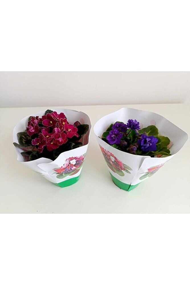 The Best Online Afrika Menekşesi 2'li Süpriz Renk