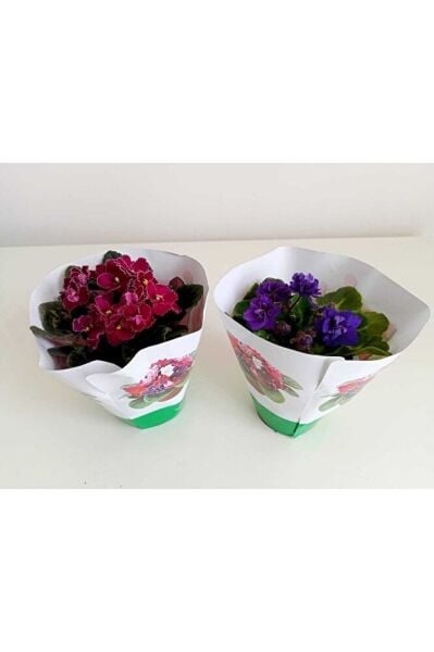 The Best Online Afrika Menekşesi 2'li Süpriz Renk